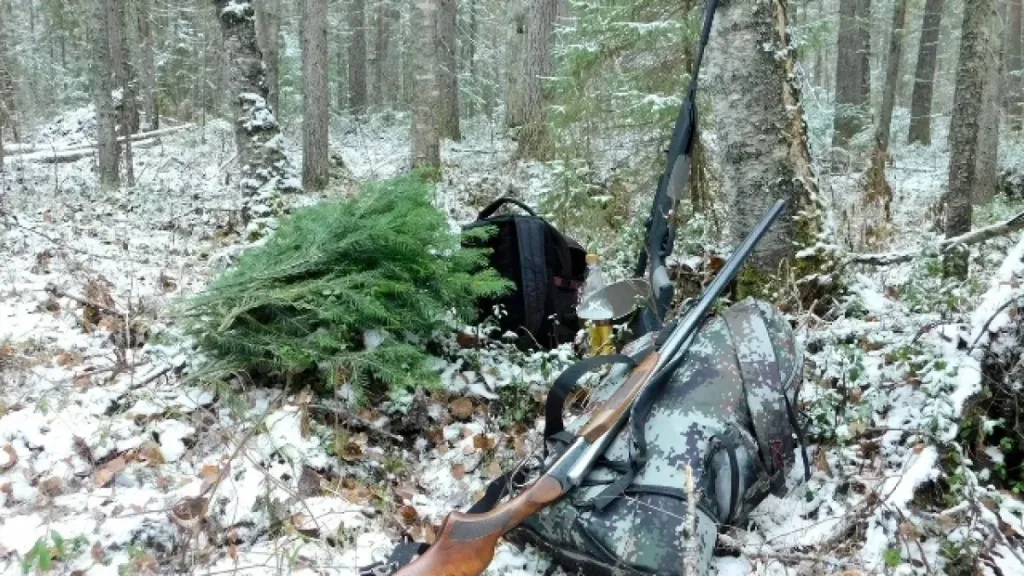 В Коми с весны медведи выходили к людям 56 раз
